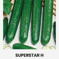 Pikk kurk ‘SUPERSTAR H’ 0,5g