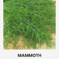 Aedtill ‘MAMMOTH’ 5g