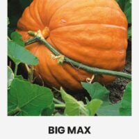 Kõrvits ‘BIG MAX’ 3g