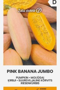 Kõrvits ‘PINK BANANA JUMBO’ 2g