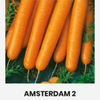 Aedporgand ‘AMSTERDAM 2’ 3g