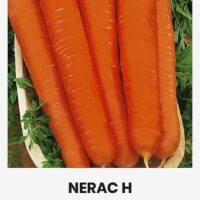 Aedporgand ‘NERAC H’ 1g