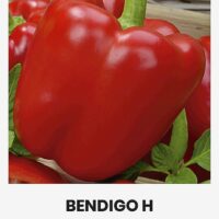 Paprika ‘BENDIGO H’ 10s