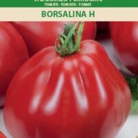 Tomat ‘BORSALINA H’ 7s