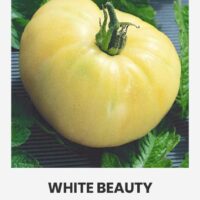 Tomat ‘WHITE BEAUTY’ 0,1g