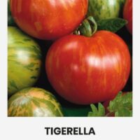 Tomat ‘TIGERELLA’ 0,1g