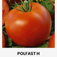 Tomat ‘POLFAST H’ 0,1g