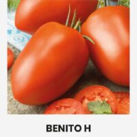 Tomat ‘BENITO H’ 0,1g