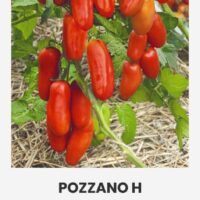Tomat ‘POZZANO H’ 7s