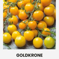 Kirsstomat ‘GOLDKRONE’ 0,1g