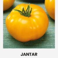 Tomat ‘JANTAR’ 0,2g