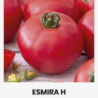 Tomat ‘ESMIRA H’ 10s