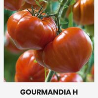 Tomat ‘GOURMANDIA H’ 7s