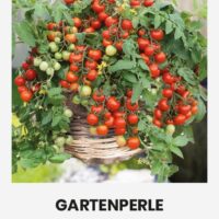 Tomat ‘GARTENPERLE’