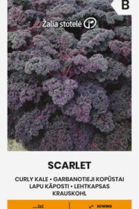 Lehtkapsas / kale ‘SCARLET’ 0,5g