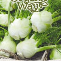 Apteegitill / fennel ‘ROMANESCO’ Organic Way 0,5g