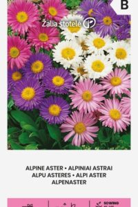 Alpi aster e. mägiaster  0,5g