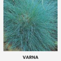 Hall aruhein ‘VARNA’  0,5g