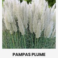 Pamparohi ‘PAMPAS PLUME’  0,2g