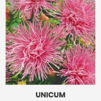 Aedaster ‘UNICUM’  roosa 0,5g