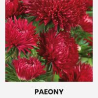 Aedaster ‘PAEONY’ punane 0,5g