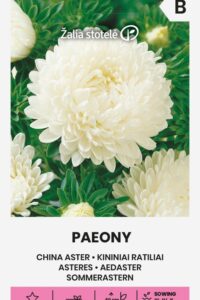 Aedaster ‘PAEONY’ valge 0,5g