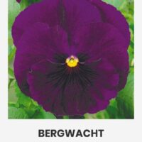 Võõrasema ‘BERGWACHT’  0,3g