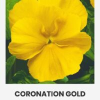 Võõrasema ‘CORONATION GOLD’  0,3g