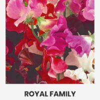 Lõhnav lillhernes ‘ROYAL FAMILY’ 3g