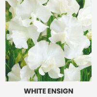 Lõhnav lillhernes, WHITE ENSIGN 2g