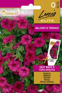 Petuunia ‘EASY WAVE H PLUM VEIN IMPROVED’  6s