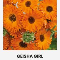 Saialill ‘GEISHA GIRL’  2g