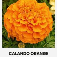 Kõrge peiulill ‘CALANDO ORANGE’ 0,5g