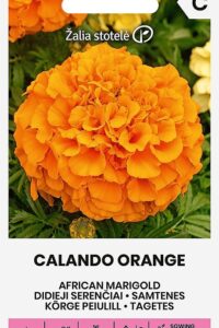 Kõrge peiulill ‘CALANDO ORANGE’ 0,5g