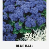 Mehhiko päsmaslill ‘ BLUE BALL’ 0,1g