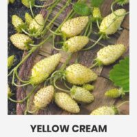 Metsmaasikas ‘ YELLOW CREAM’ 0,1g