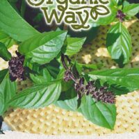 Basiilik ‘SWEET THAI’, Organic Way 0,5g