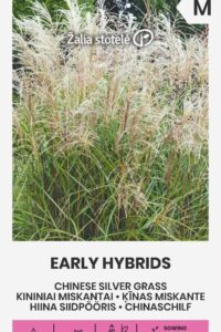 Hiina siidpööris ‘EARLY HYBRIDS’  0,1g