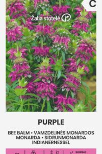 Sidrunmonarda ‘PURPLE’  0,3g