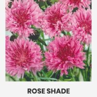 Rukkilill ‘ROSE SHADE’ 250s/1g