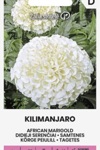 Kõrge peiulill ‘KILIMANJARO’ 0,2g