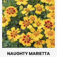 Madal peiulill ‘NAUGHTY MARIETTA’ 1g