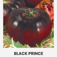 Tomat ‘BLACK PRINCE’ 0,2g