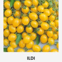 Kirsstomat ‘ILDI’ 0,2g