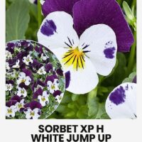Sarvkannike ‘SORBET XP H WHITE JUMP UP’  20s