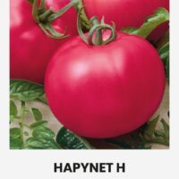 Tomat ‘HAPYNET H’ 10s