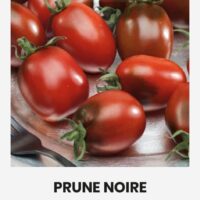 Kirsstomat ‘PRUNE NOIRE’ 5s