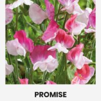 Lõhnav lillernes ‘PROMISE’