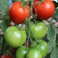 Tomat ‘EVELLE’ 0,1g