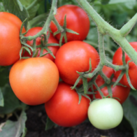 Tomat ‘MAIKE’ 0,1g